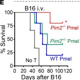 Fig.2.E from the publication: Targeting PIM2 improves antitumor immunity through promoting effector function and persistence of CD8 T cells.