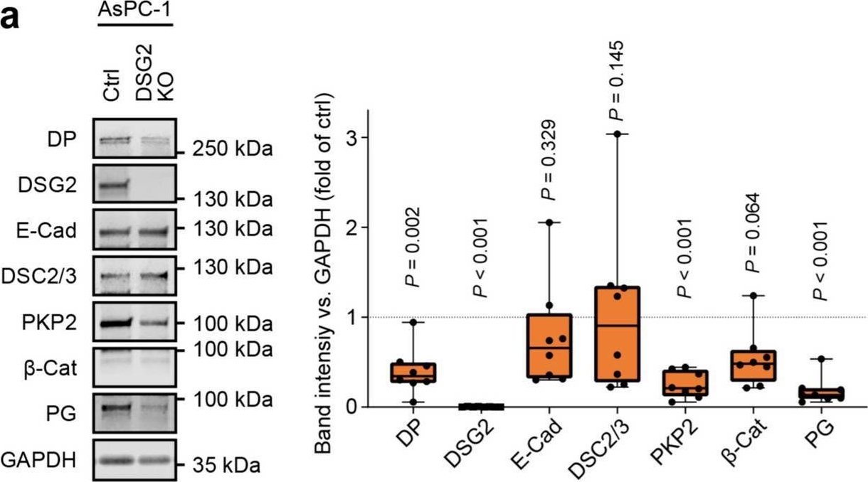 Adhesion of pancreatic tumor cell clusters by desmosomal molecules enhances early liver metastases formation.
