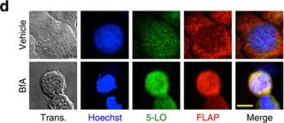 Fig.1.D showing Immunocytochemistry-immunofluorescence in a Homo sapiens (Human) sample from the publication: Leukotriene C4 is the major trigger of stress-induced oxidative DNA damage.