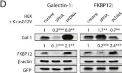 Fig.3.D showing Western Blotting from the publication: Rapalogs can promote cancer cell stemness in vitro in a Galectin-1 and H-ras-dependent manner.