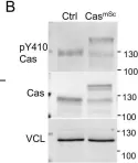Fig.1.B showing Western Blotting in a Homo sapiens (Human) sample from the publication: Cas phosphorylation regulates focal adhesion assembly.