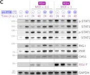 Fig.2.C showing Western Blotting from the publication: Respiratory Syncytial Virus Protects Bystander Cells against Influenza A Virus Infection by Triggering Secretion of Type I and Type III Interferons.
