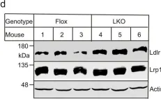 Fig.5.D showing Western Blotting from the publication: Membrane type 1 matrix metalloproteinase promotes LDL receptor shedding and accelerates the development of atherosclerosis.