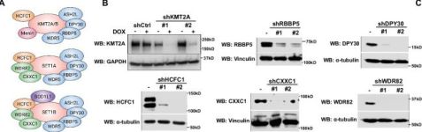user_72d9f6ea様 ウッドセードスポットライト ナチュラル｜YAZAWA CORPORATION