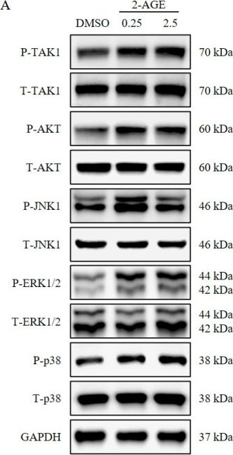 Fig.6.A showing Western Blotting in a Homo sapiens (Human) sample from the publication: Activation of Cannabinoid Receptor 1 Enhances Wound Healing by Promoting the Proliferative Phase.