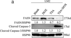 Fig.7.A showing Western Blotting from the publication: CHFR regulates chemoresistance in triple-negative breast cancer through destabilizing ZEB1.