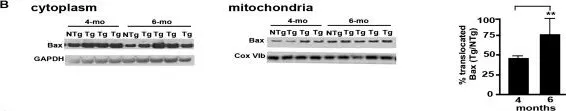 Fig.4.B showing Western Blotting from the publication: The expression of apoptosis inducing factor (AIF) is associated with aging-related cell death in the cortex but not in the hippocampus in the TgCRND8 mouse model of Alzheimer's disease.