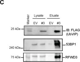 Fig.3.C showing Western Blotting from the publication: Targeted Degradation of 53BP1 Using Ubiquitin Variant Induced Proximity.