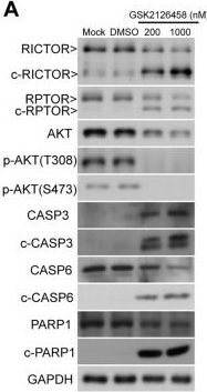 Fig.5.A showing Western Blotting from the publication: AKT phosphorylation as a predictive biomarker for PI3K/mTOR dual inhibition-induced proteolytic cleavage of mTOR companion proteins in small cell lung cancer.