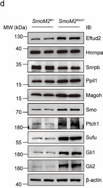 Fig.2.D showing Western Blotting from the publication: Alternative spliceosomal protein Eftud2 mediated Kif3a exon skipping promotes SHH-subgroup medulloblastoma progression.