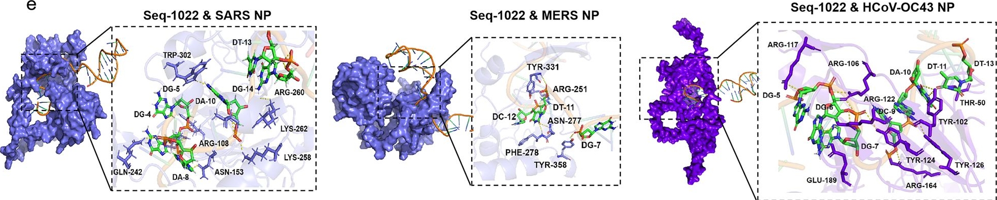Fig.5.E from the publication: Aptamers targeting SARS-CoV-2 nucleocapsid protein exhibit potential anti pan-coronavirus activity.