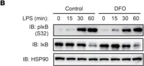 Fig.4.B showing Western Blotting from the publication: Iron accelerates Fusobacterium nucleatum-induced CCL8 expression in macrophages and is associated with colorectal cancer progression.