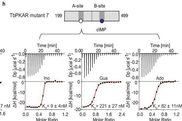 Fig.4.H from the publication: Purine nucleosides replace cAMP in allosteric regulation of PKA in trypanosomatid pathogens.