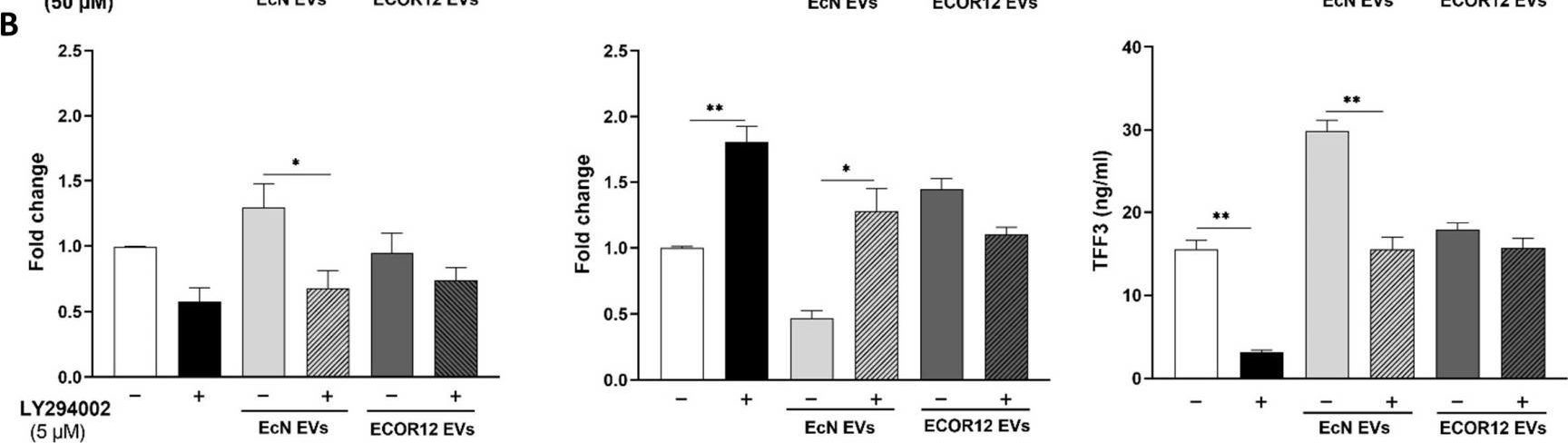 Fig.2.B showing Enzyme-linked immunosorbent assay from the publication: Modulation of the Intestinal Barrier Integrity and Repair by Microbiota Extracellular Vesicles through the Differential Regulation of Trefoil Factor 3 in LS174T Goblet Cells.