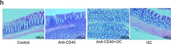 Fig.6.H showing Immunohistochemistry in a Mus musculus (House mouse) sample from the publication: AhR Activation Transcriptionally Induces Anti-Microbial Peptide Alpha-Defensin 1 Leading to Reversal of Gut Microbiota Dysbiosis and Colitis.