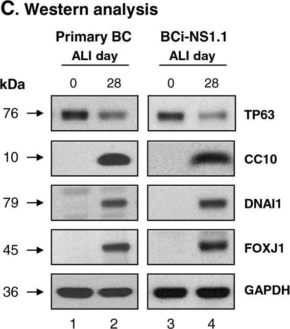 Fig.6.C showing Western Blotting in a Homo sapiens (Human) sample from the publication: Generation of a human airway epithelium derived basal cell line with multipotent differentiation capacity.