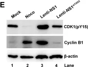 Fig.8.E showing Western Blotting in a Homo sapiens (Human) sample from the publication: Parvovirus B19 NS1 protein induces cell cycle arrest at G2-phase by activating the ATR-CDC25C-CDK1 pathway.