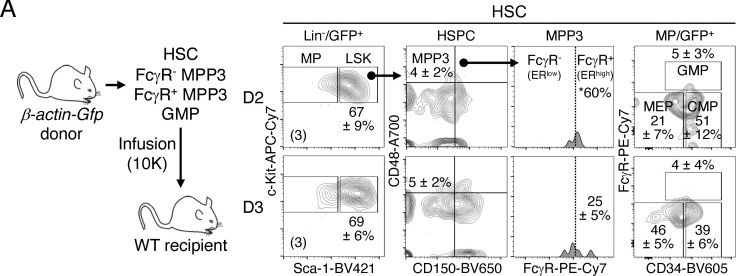Fig.6.A showing Flow cytometry/Cell sorting in a Mus musculus (House mouse) sample from the publication: Secretory MPP3 reinforce myeloid differentiation trajectory and amplify myeloid cell production.