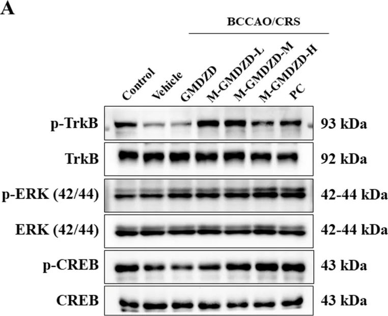 Fig.6.A showing Western Blotting from the publication: Modified Gan-Mai-Da-Zao decoction for behavioral and psychological symptoms of dementia: preclinical efficacy and molecular mechanisms.