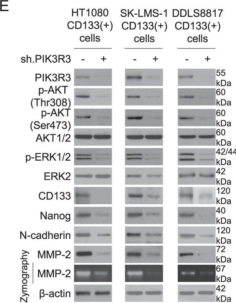 Fig.4.E showing Western Blotting in a Homo sapiens (Human) sample from the publication: PIK3R3, part of the regulatory domain of PI3K, is upregulated in sarcoma stem-like cells and promotes invasion, migration, and chemotherapy resistance.