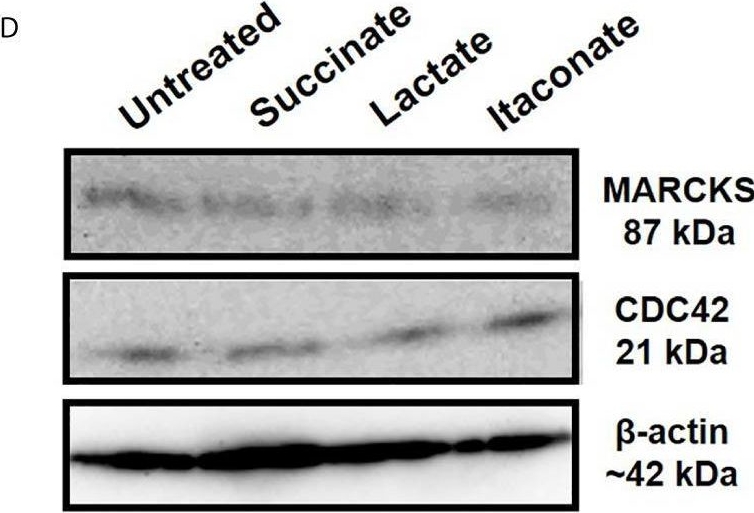 Fig.2.D showing Western Blotting from the publication: Intestinal Metabolites Influence Macrophage Phagocytosis and Clearance of Bacterial Infection.