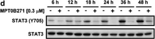 Fig.5.D showing Western Blotting in a Homo sapiens (Human) sample from the publication: Orally active microtubule-targeting agent, MPT0B271, for the treatment of human non-small cell lung cancer, alone and in combination with erlotinib.