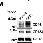 Fig.1.M showing Western Blotting in a Homo sapiens (Human) sample from the publication: Gemcitabine-induced β4 integrin drives cancer progression and gemcitabine resistance in pancreatic cancer.