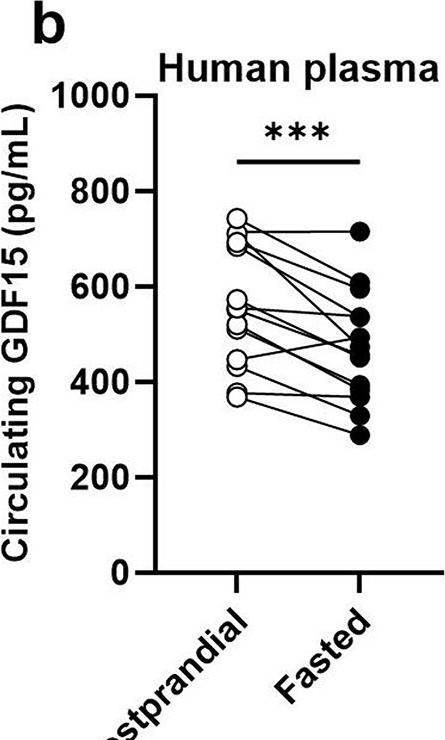 Fig.6.B showing Enzyme-linked immunosorbent assay from the publication: GDF15 is required for maintaining subcutaneous adipose tissue lipid metabolic signature.
