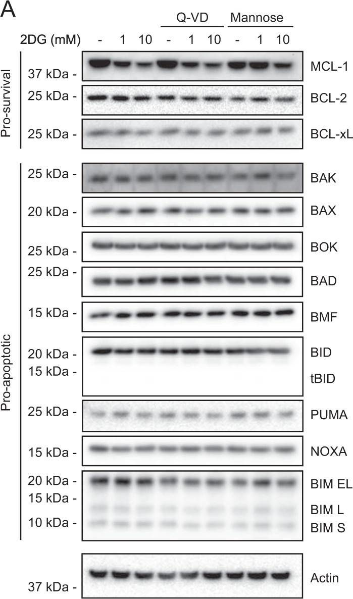 Fig.3.A showing Western Blotting in a Homo sapiens (Human) sample from the publication: By reducing global mRNA translation in several ways, 2-deoxyglucose lowers MCL-1 protein and sensitizes hemopoietic tumor cells to BH3 mimetic ABT737.