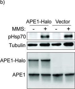 Fig.2.B showing Western Blotting from the publication: Hsp70 is phosphorylated in a conserved response to DNA damage and contributes to cell cycle control.