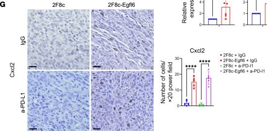 Fig.4.G showing Immunohistochemistry in a Mus musculus (House mouse) sample from the publication: Egfl6 promotes ovarian cancer progression by enhancing the immunosuppressive functions of tumor-associated myeloid cells.