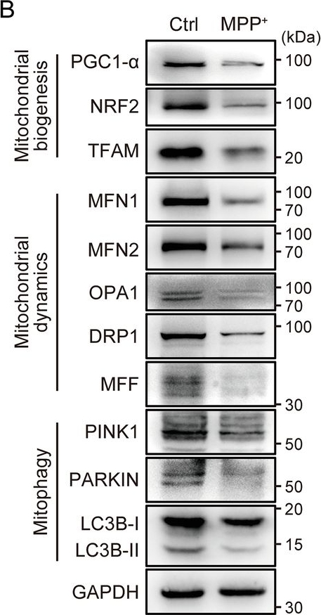 Fig.3.B showing Western Blotting from the publication: Mitochondrial dysfunction-mediated metabolic remodeling of TCA cycle promotes Parkinson's disease through inhibition of H3K4me3 demethylation.