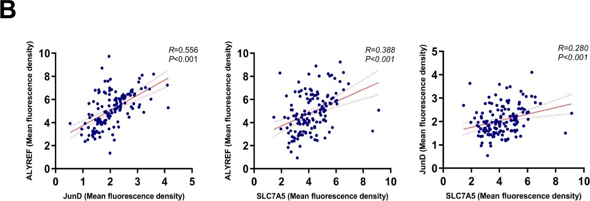 Fig.8.B showing Flow cytometry/Cell sorting from the publication: ALYREF-JunD-SLC7A5 axis promotes pancreatic ductal adenocarcinoma progression through epitranscriptome-metabolism reprogramming and immune evasion.