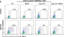 Fig.5.E showing Flow cytometry/Cell sorting in a Mus musculus (House mouse) sample from the publication: RIPK3 and Caspase-1/11 Are Necessary for Optimal Antigen-Specific CD8 T Cell Response Elicited by Genetically Modified Listeria monocytogenes.