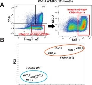 Fig.2.A showing Flow cytometry/Cell sorting in a Mus musculus (House mouse) sample from the publication: Integrin-Binding Matricellular Protein Fibulin-5 Maintains Epidermal Stem Cell Heterogeneity During Skin Aging.
