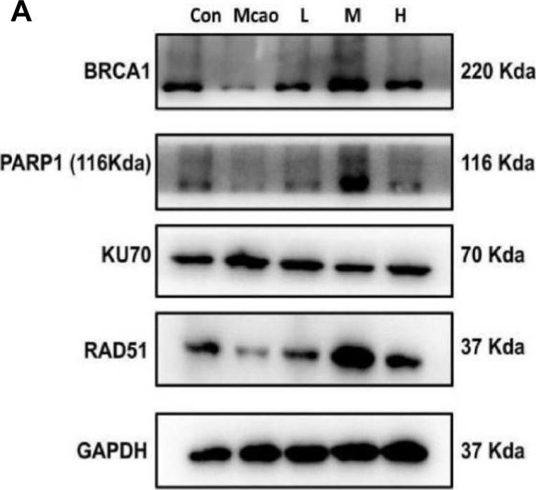 Fig.6.A showing Western Blotting in a Rattus norvegicus (Rat) sample from the publication: Apigenin protects against ischemic stroke by increasing DNA repair.