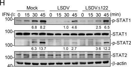 Fig.6.H showing Western Blotting from the publication: Lumpy skin disease virus protein LSDV122 impairs IFN-I receptor complex formation to evade host innate immunity.