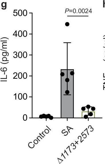 Fig.5.G showing Enzyme-linked immunosorbent assay from the publication: Post-translational toxin modification by lactate controls Staphylococcus aureus virulence.