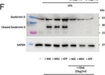 Cu-poページ Gasdermin D (E8G3F) Rabbit mAb | Cell Signaling Technology