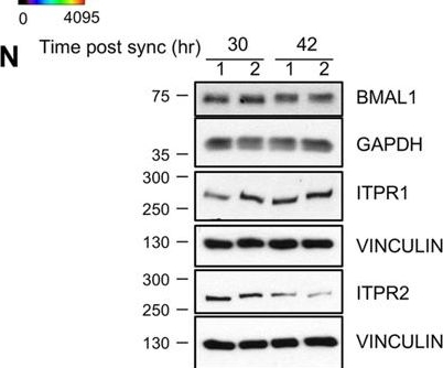 ip3r antibodies - Antibody search engine - CiteAb