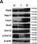 Fig.3.A showing Western Blotting from the publication: Rab8 attenuates Wnt signaling and is required for mesenchymal differentiation into adipocytes.
