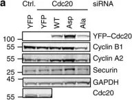 Fig.5.A showing Western Blotting in a Homo sapiens (Human) sample from the publication: Interphase APC/C-Cdc20 inhibition by cyclin A2-Cdk2 ensures efficient mitotic entry.