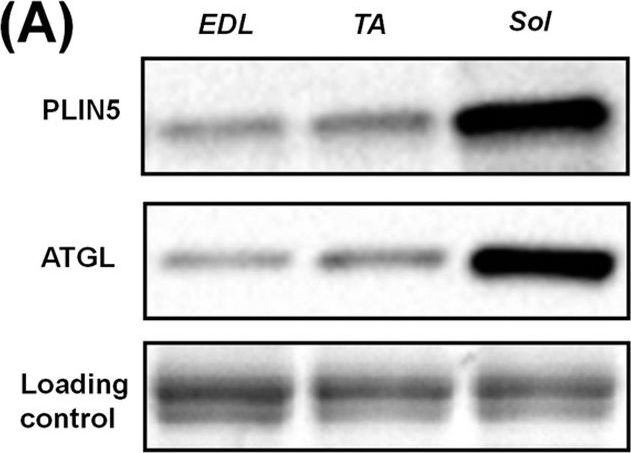 Perilipin 5 fine-tunes lipid oxidation to metabolic demand and protects against lipotoxicity in skeletal muscle.