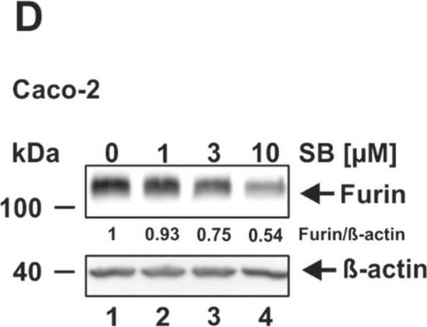 Fig.3.D showing Western Blotting in a Homo sapiens (Human) sample from the publication: Inhibitors of Activin Receptor-like Kinase 5 Interfere with SARS-CoV-2 S-Protein Processing and Spike-Mediated Cell Fusion via Attenuation of Furin Expression.