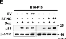Fig.1.E showing Western Blotting from the publication: HMGB1 orchestrates STING-mediated senescence via TRIM30α modulation in cancer cells.