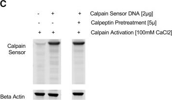 Fig.3.C showing Western Blotting in a Mus musculus (House mouse) sample from the publication: Using fibre photometry with a fluorescence resonance energy transfer-based biosensor to test efficacy of calpain inhibitors in vivo.