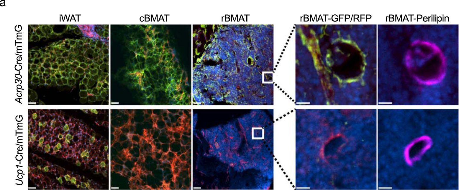 Bone marrow adipose tissue does not express UCP1 during development or adrenergic-induced remodeling.