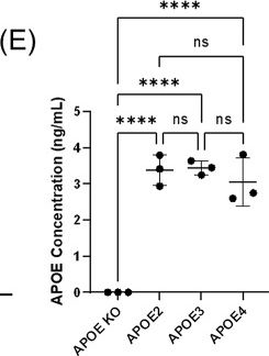 Fig.4.E from the publication: iPSC-derived blood-brain barrier modeling reveals APOE isoform-dependent interactions with amyloid beta.