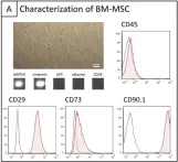 Fig.3.A showing Flow cytometry/Cell sorting in a Rattus norvegicus (Rat) sample from the publication: Injury-dependent retention of intraportally administered mesenchymal stromal cells following partial hepatectomy of steatotic liver does not lead to improved liver recovery.