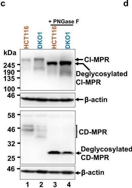 Fig.7.C showing Western Blotting in a Homo sapiens (Human) sample from the publication: Comparative site-specific N-glycoproteome analysis reveals aberrant N-glycosylation and gives insights into mannose-6-phosphate pathway in cancer.